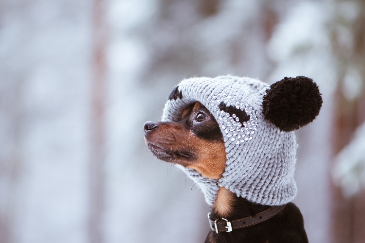 Dog in a Hat Cold Weather Blog Image Dog in a Hat Cold Weather Blog Image