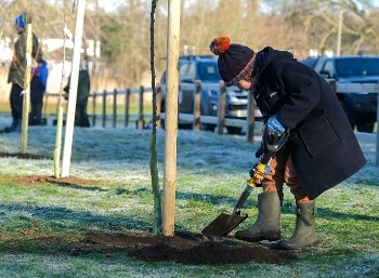 Image showing Poplar Place Community Orchard planting day 