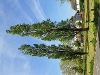 Example picture of lombardy poplar tree