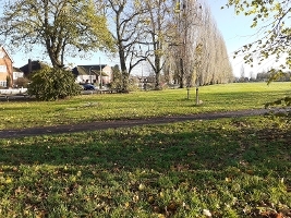 Decayed racecourse road poplars - row of trees