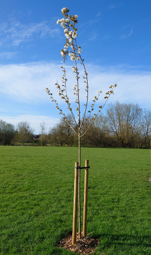 2025-Blossom tree at Goldwell park