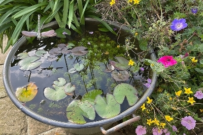 14 - Make your patio a haven for wildlife